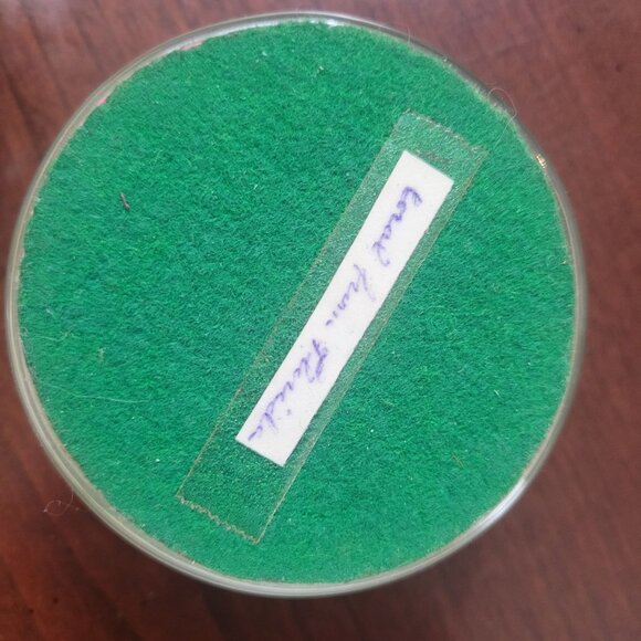 Vintage Lucite Paperweight Set With Natural Shells Flowers & Pinecone In Clear D - Picture 7 of 8